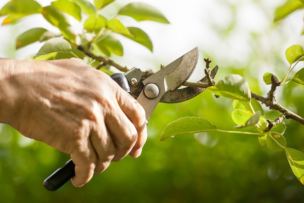 tree pruning box image