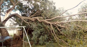 Broken-branch