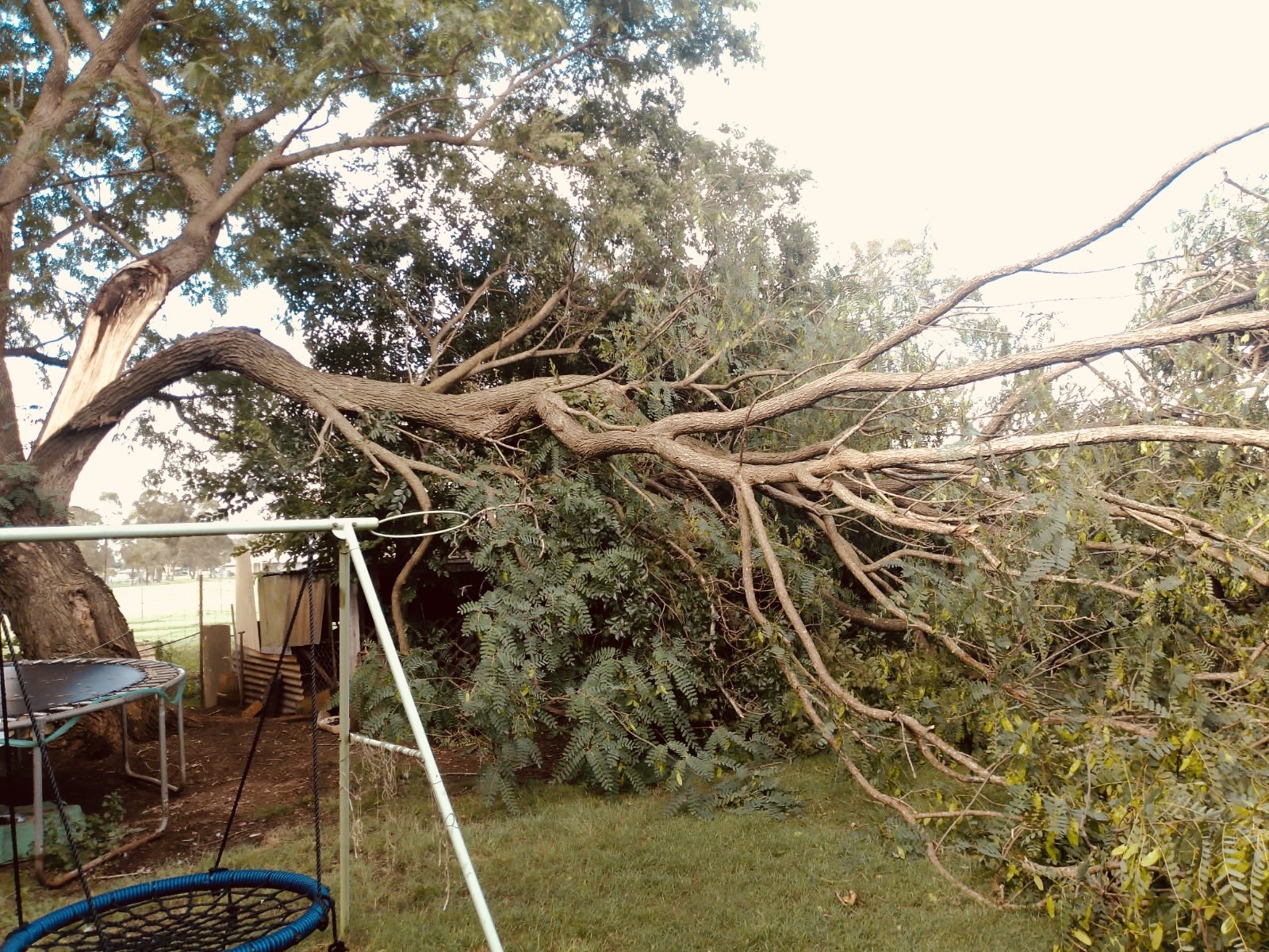 Broken-branch Broken-branch